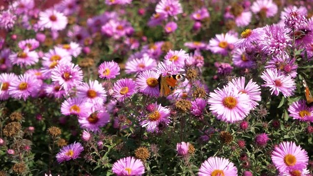 Butterfly "Peacock eye" sits on purple lilac flowers chrysanthemums on a sunny day. Colorful butterfly. Insect and flowers