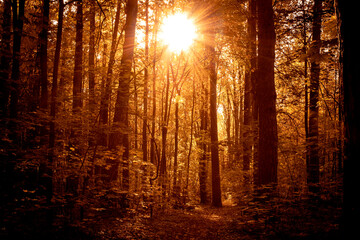 Fototapeta premium Autumn landscape, colorful autumn nature in nice sunny weather at sunset. Autumn oak forest.