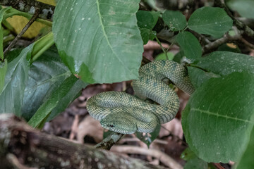 Snake on the tree.