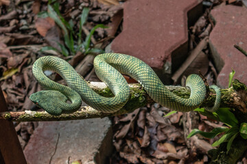 Snake on the tree.