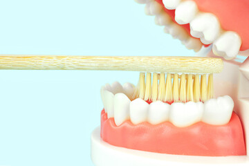Model of human teeth and wooden toothbrush, Full Denture, Dental plate. Teeth orthodontic dental model or human jaw. Model of jaw is used to demonstrate how human teeth and jaw clean.
