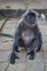 Monkeys at Batu Cave in Kuala Lumpur, Malaysia.