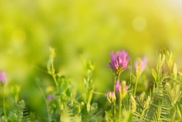 Wild flowers in the meadow on natural background with sunlight
