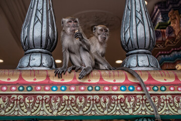 Monkeys at Batu Cave in Kuala Lumpur, Malaysia.