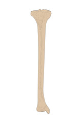 The Tibia of the Right Leg. Anterior (ventral) view.