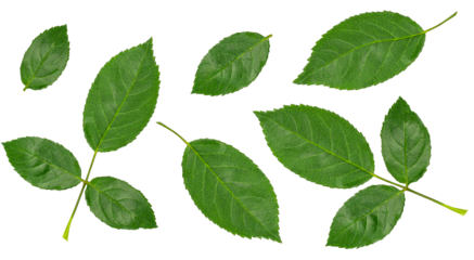 Set of green leaves isolated on transparent background