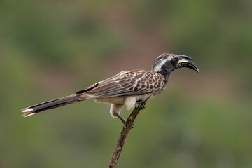 Calao à bec noir,.Lophoceros nasutus, African Grey Hornbill, Afrique du Sud