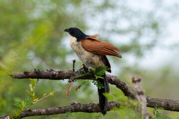 Coucal de Burchell,.Centropus burchellii, Burchell's Coucal
