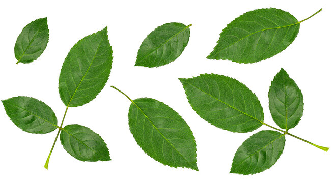 Set of green leaves isolated on transparent background