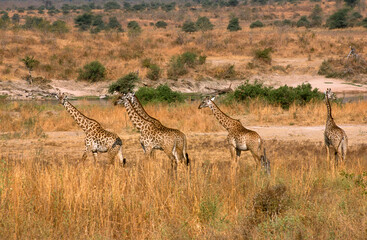 Girafe masaï, giraffa camelopardalis tippelskirchi, Réserve de Masaï Mara, Kenya