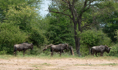 Gnou &agrave; queue noire, Connochaetes taurinus, Parc national Kruger, Afrique du Sud