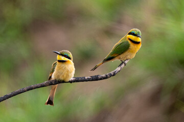 Guêpier nain,.Merops pusillus, Little Bee eater