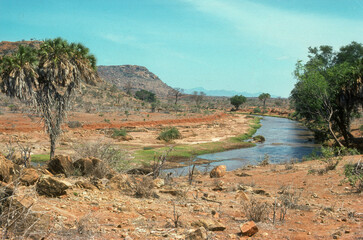 Palmier doum, Rvi&egrave;re Samburu, Parc national de Samburu, Kenya