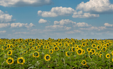 Obraz premium Campo de cultivo de girasoles amarillos 