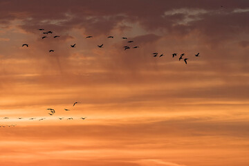 Plakat Sandhill cranes at sunrise; Nebraska