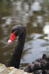 Obraz premium Cisne negro con pico rojo en un lago en la naturaleza