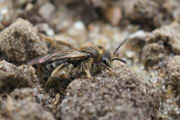 Closeup on a dwarf mining bee species ,of the Andrena minutula group, sitting on the ground
