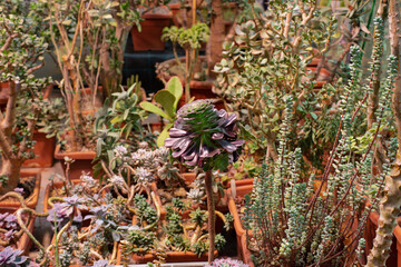 Succulents in the greenhouse