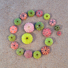 Circle shapes with a variety of colorful sea urchins on the wet sand beach
