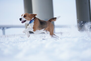 the beagle dog snow runs