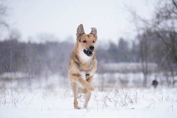 half - breed dog in snow