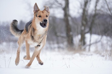 half - breed dog in snow