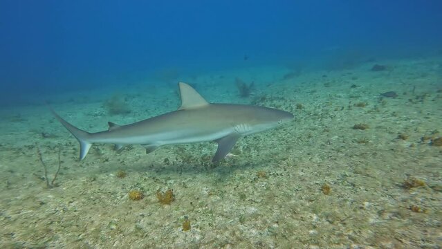 4k video of a Caribbean Reef Shark (Carcharhinus perezii) in Bimini, Bahamas