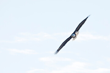 Front view of an adult bald eagle soaring with full wingspan in a blue sky in Davenport, Iowa on a winter day. 