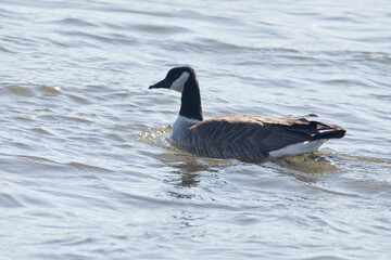 Side view of a Country goose floating on the water of the Mississippi River in Davenport, Iowa on a winter day