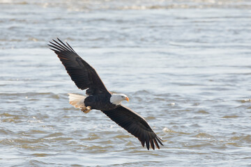 An adult bald eagle soars with full wingspan just above the water of the Mississippi River in Davenport, Iowa on a winter day.