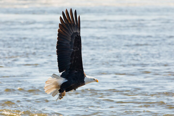 Adult bald eagle with a fish in its talons flies over the Mississippi River on a winter day in Iowa, close up photo
