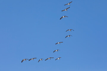 Canada geese flying in a "V" formation isolated on a blue sky background in Davenport, Iowa on a winter day. 