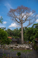 Fototapeta na wymiar A huge tree on the temple complex 