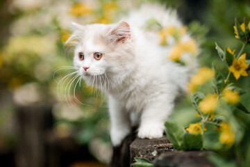 Naklejka na ściany i meble kleine langhaarige Katze jagt im Garten, Kätzchen im Sommer
