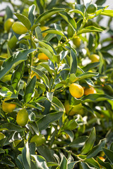 Group of fresh green and orange Kumquats, or cumquats with green leaves is on the tree in the garden. Vertical