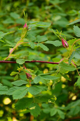 Bright pink California Wildrose perennial shrub rosa californica flower buds, large blooming red wild rose flowers stem, vertical textured colorful leaf pattern macro closeup, purple crimson flowering