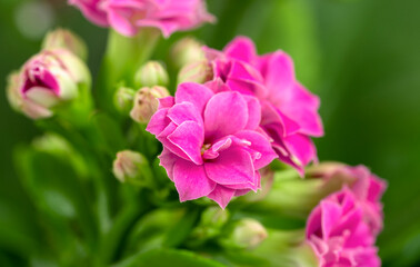 . nice pink flowers closeup, macro