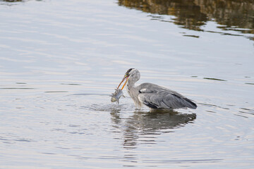 Heron eating a big mullet