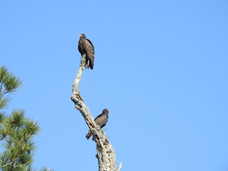 A pair of turkey vultures perched on a withered tree, under a blue sky, at a wildlife refuge located on the Albemarle Peninsula, Eastern North Carolina.