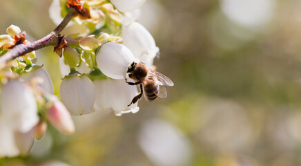 Honey bee polinating blueberry flowers. - obrazy, fototapety, plakaty