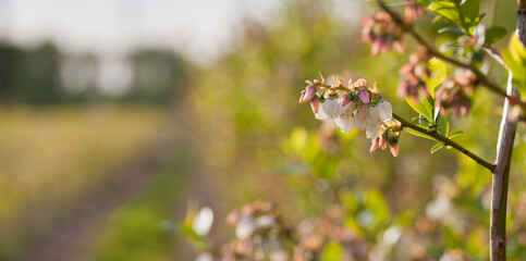 Blueberry blossom , fruit plantation - vaccinium corymbosum.