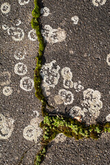 Moos in den Rissen der Strassenschäden