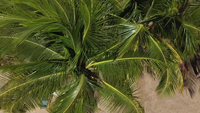 Nueva esparta bayside beach tropical palm trees, margarita island, venezuela. Sunny day in the beautiful caribbean sea, atlantic ocean.
