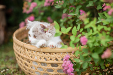 kleine Katze sitz im Sommer in einem Korb im Garten, Kitten mit rosa Blüten