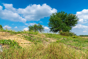 Obraz premium Tree green leaves on with a meadow Burnt rice stubble in a rice field after harvest with in country agriculture with fluffy clouds blue sky daylight background.