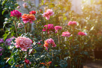 Obraz premium Red and pink rose flower blooming in rose's garden on green nature background Red and roses flowers Valentine's Day concept