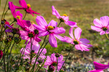 Pink flowers cosmos bloom beautifully in the garden spring on meadow in sunlight nature background.