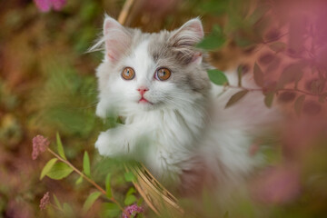 Naklejka na ściany i meble kleine Katze sitz im Sommer in einem Korb im Garten, Kitten mit rosa Blüten