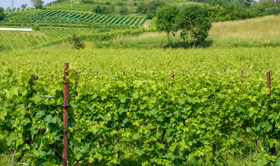 Fototapeta na wymiar lush vineyards on the hills during spring