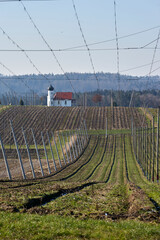 hop fields in february in southern Germany